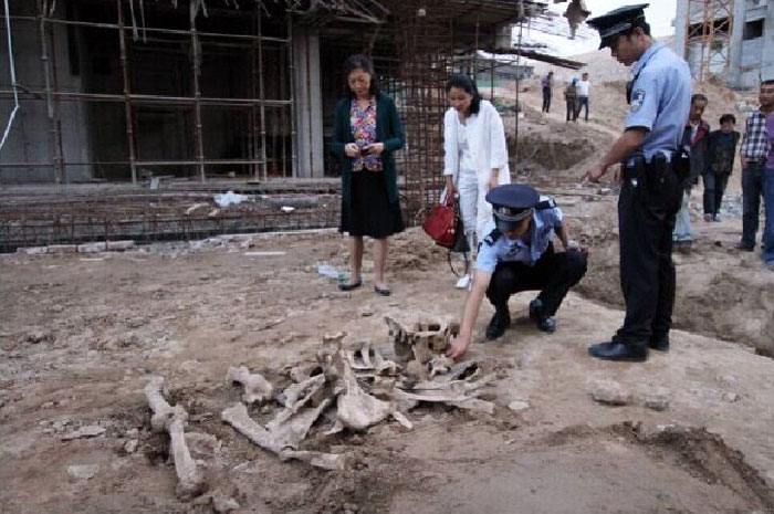 Giant animal fossils found at building site in Lanzhou