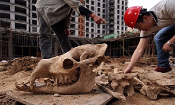 Giant animal fossils found at building site in Lanzhou