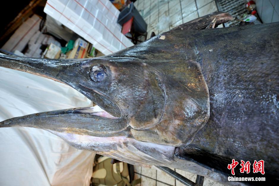 Qingdao fisherman catches 345kg 