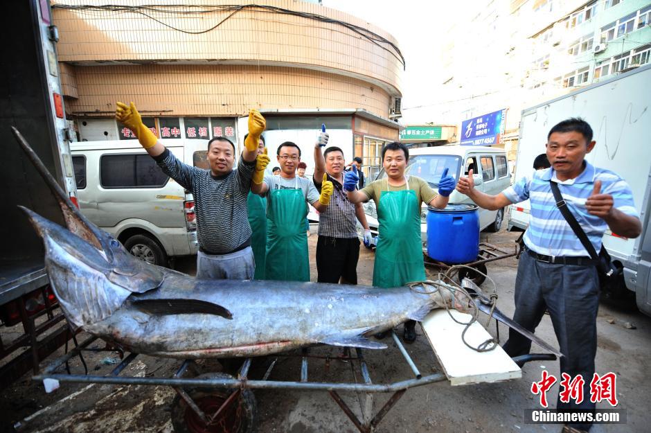 Qingdao fisherman catches 345kg 