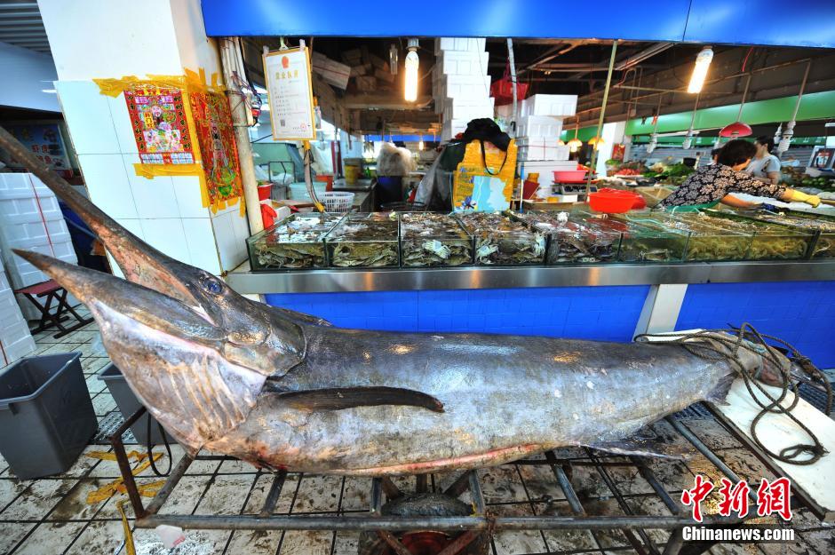Qingdao fisherman catches 345kg 