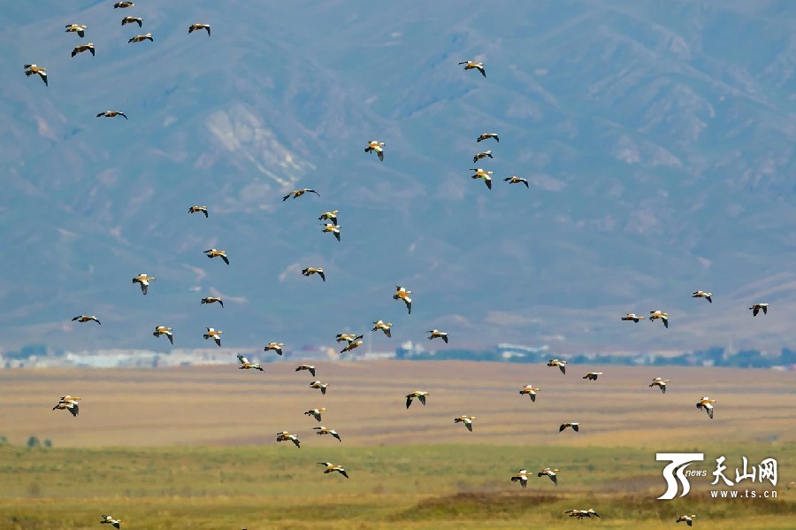 Demoiselle cranes return in Ili,Xinjiang