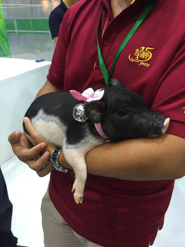 Pet pig worth 10,000 yuan