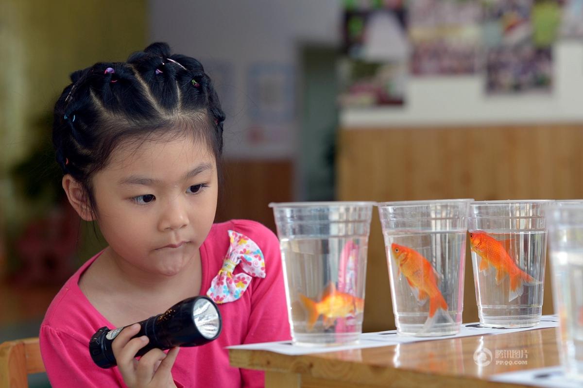 Four-year-old girl picks the designated gold fish among the 30 in 9 mins