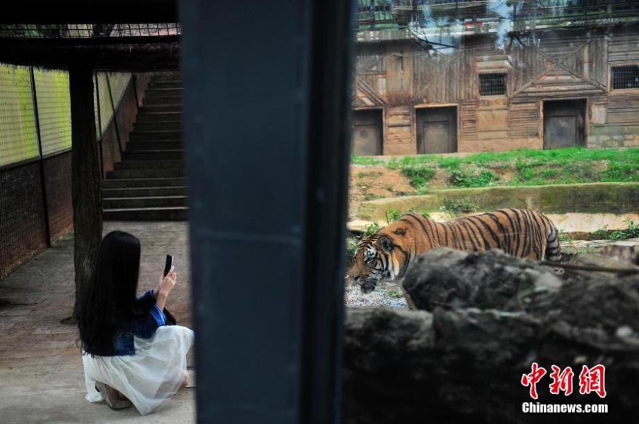 Visitors have zero-distance contact with tigers in SW China