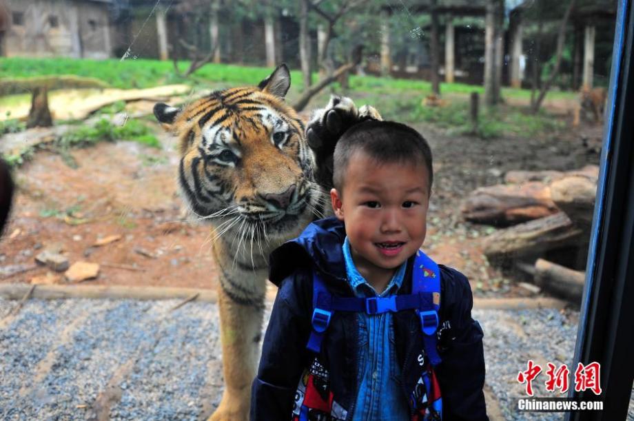 Visitors have zero-distance contact with tigers in SW China