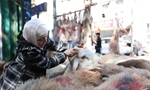 Muslims in Xinjiang celebrate Corban Festival