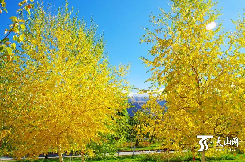 In pics: Impressive Autumn Balikun, Xinjiang