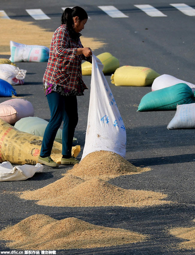 Farmers dry paddy on highway in World Heritage Site Hong Village