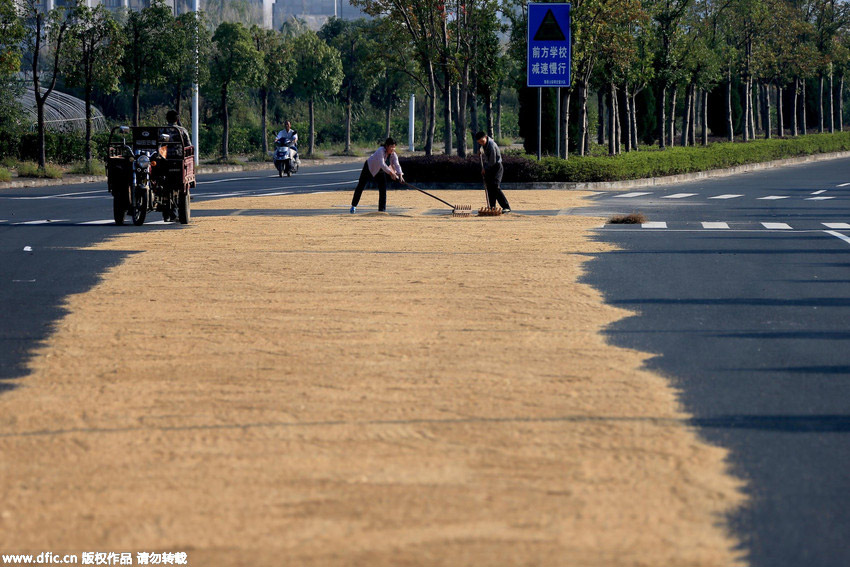 Farmers dry paddy on highway in World Heritage Site Hong Village