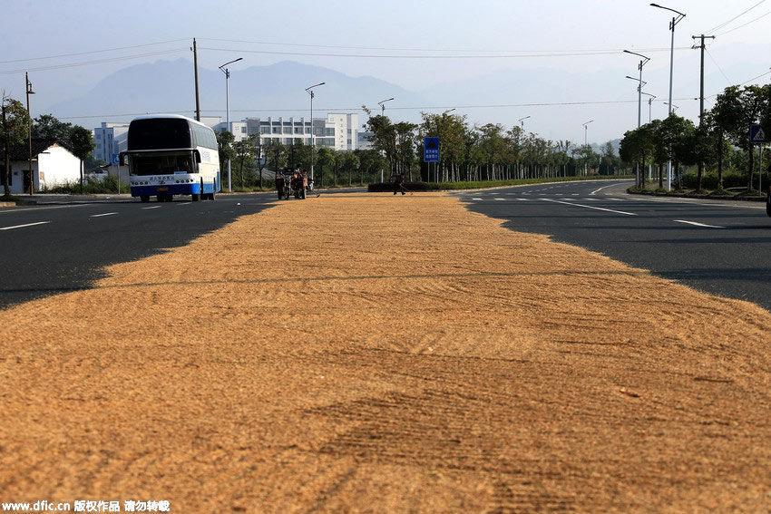 Farmers dry paddy on highway in World Heritage Site Hong Village