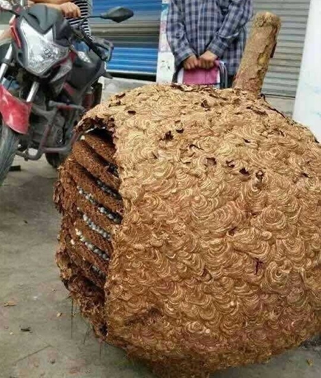 78kg giant hornet nest found in Hunan