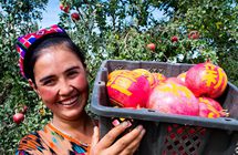 Beautiful words inscribed on pomegranates in Yecheng county, Xinjiang