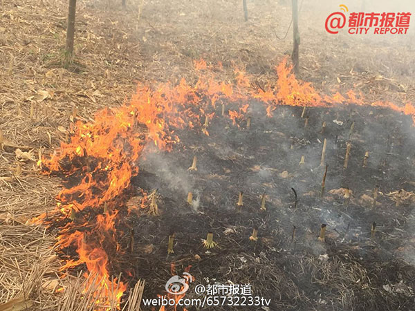 Chinese officials reprimanded for failing to control straw burning