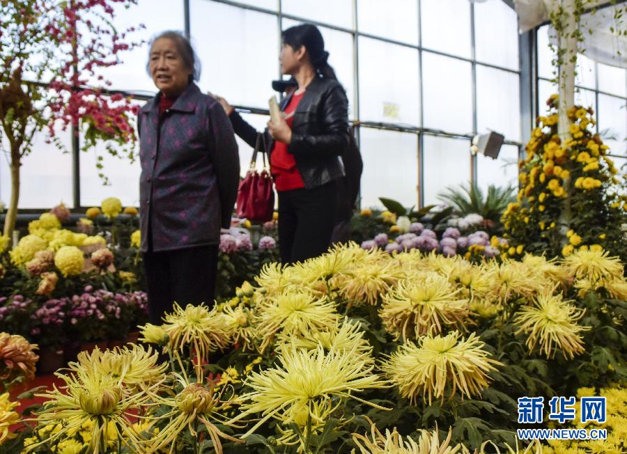 Chrysanthemum exhibition in Urumchi attracts tourists across country
