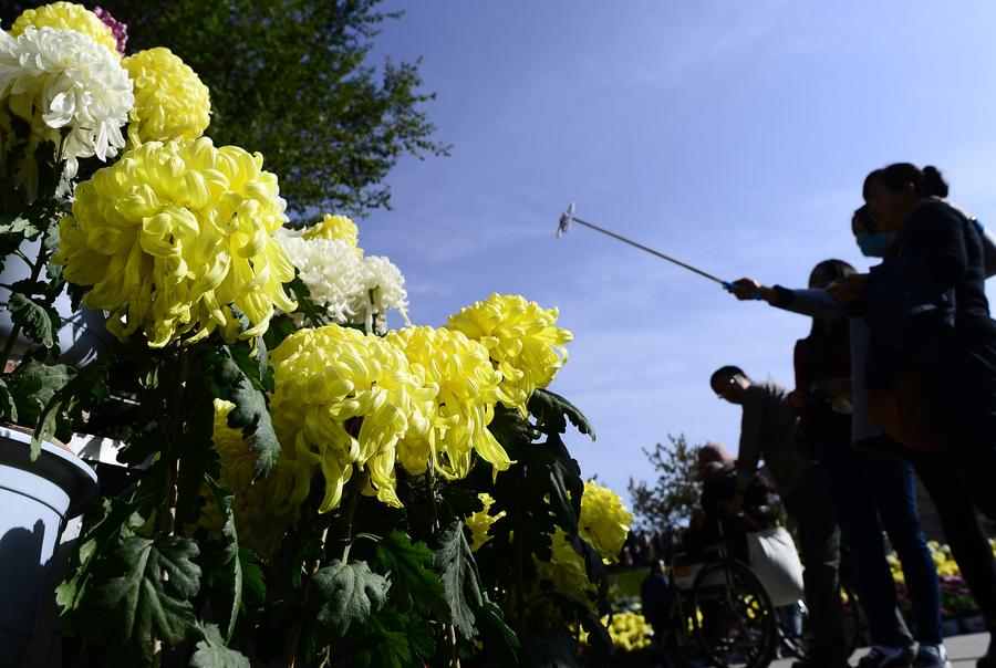 Chrysanthemum exhibition in Urumchi attracts tourists across country
