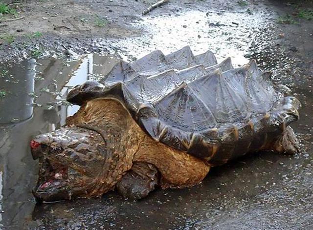 Is It a Crocodile or a Turtle?