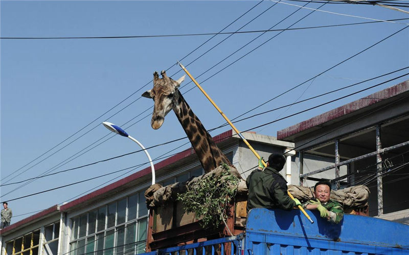 Giraffe moves:pay attention to wires!