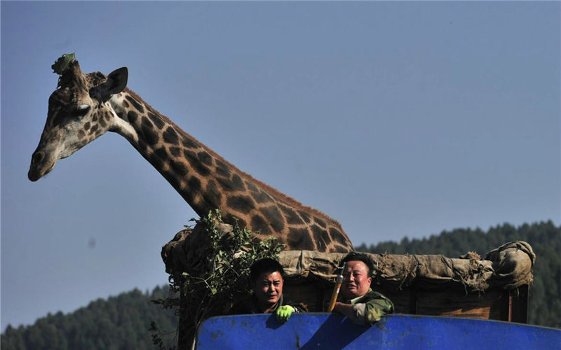 Giraffe moves:pay attention to wires!