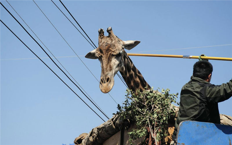 Giraffe moves:pay attention to wires!