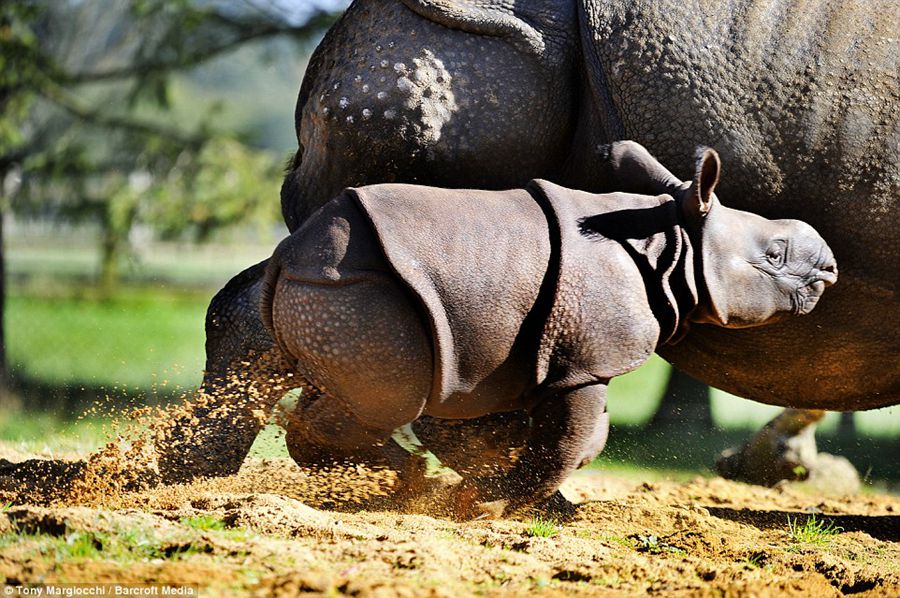 What a bouncing baby! One-month-old endangered rhino calf out and about with mum at Whipsnade Zoo 