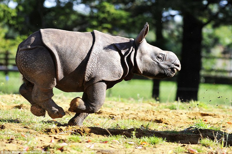 What a bouncing baby! One-month-old endangered rhino calf out and about with mum at Whipsnade Zoo 