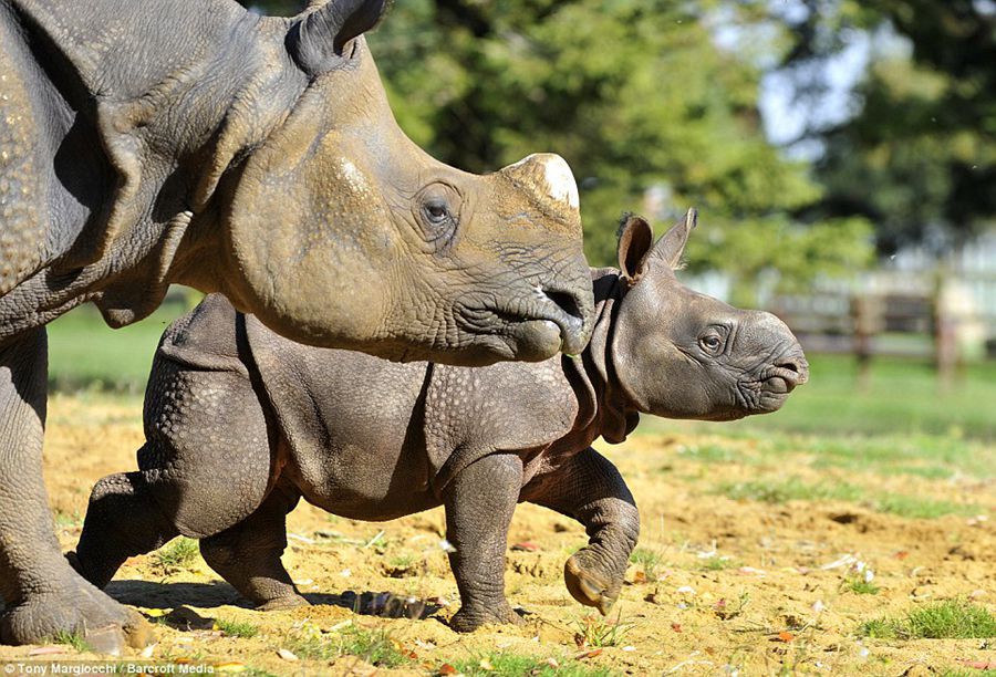 What a bouncing baby! One-month-old endangered rhino calf out and about with mum at Whipsnade Zoo 
