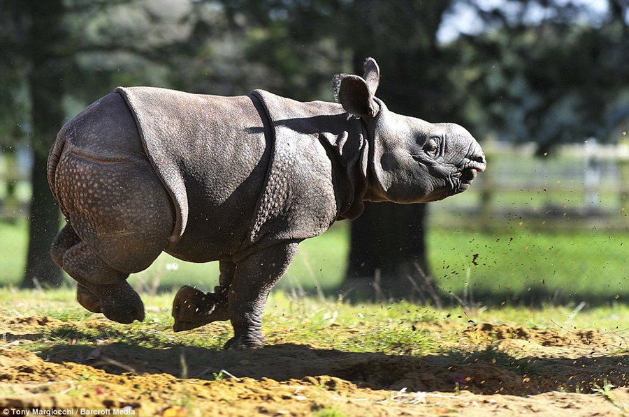 What a bouncing baby! One-month-old endangered rhino calf out and about with mum at Whipsnade Zoo 