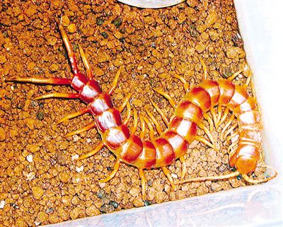 Chongqing seizes 6 half-meter-long centipedes in packages from Poland