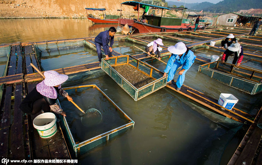 Shrimpers have a big harvest in Poyang Lake