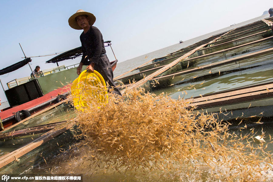 Shrimpers have a big harvest in Poyang Lake