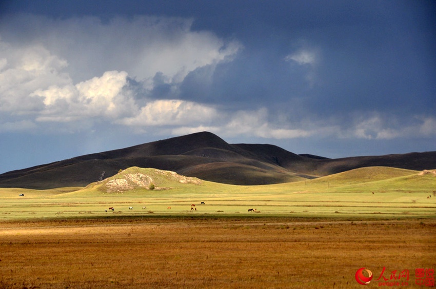 Picturesque scenery makes Bashang Grassland worth revisiting