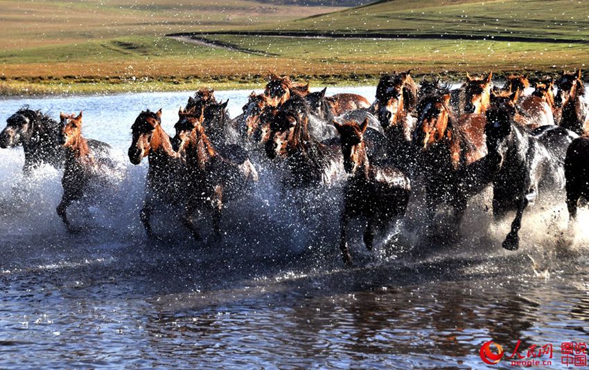 Picturesque scenery makes Bashang Grassland worth revisiting