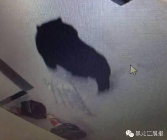 Police shoot bear in NE China middle school