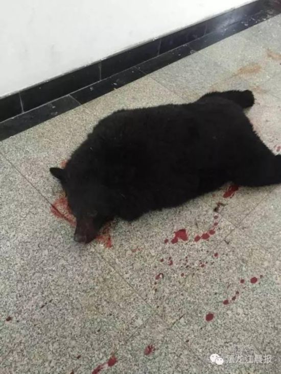 Police shoot bear in NE China middle school