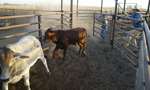 Chinese firms bid for Australian cattle ranch