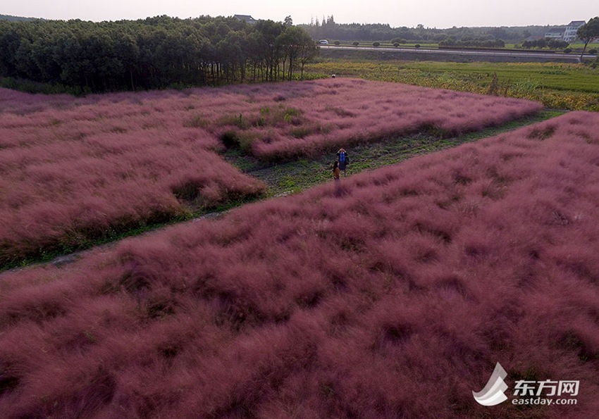 Pink muhly grass shines along highway