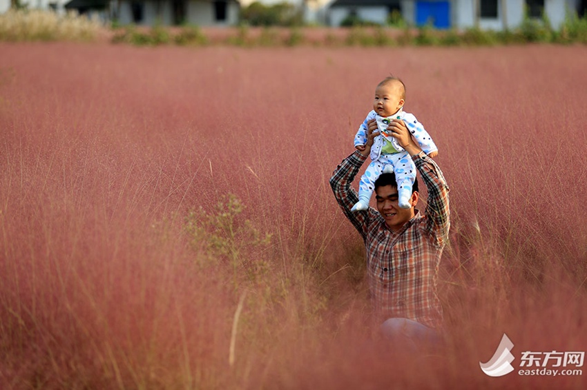 Pink muhly grass shines along highway