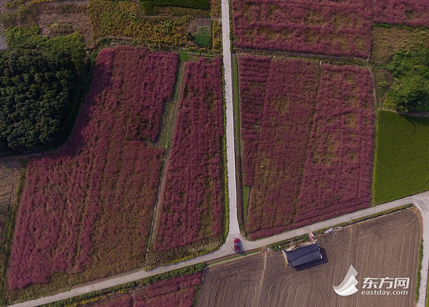 Pink muhly grass shines along highway