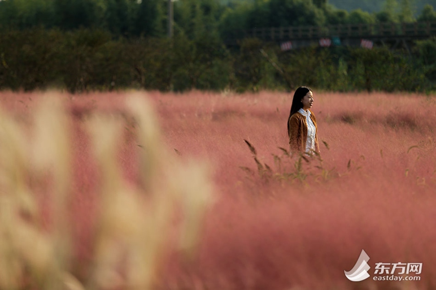 Pink muhly grass shines along highway