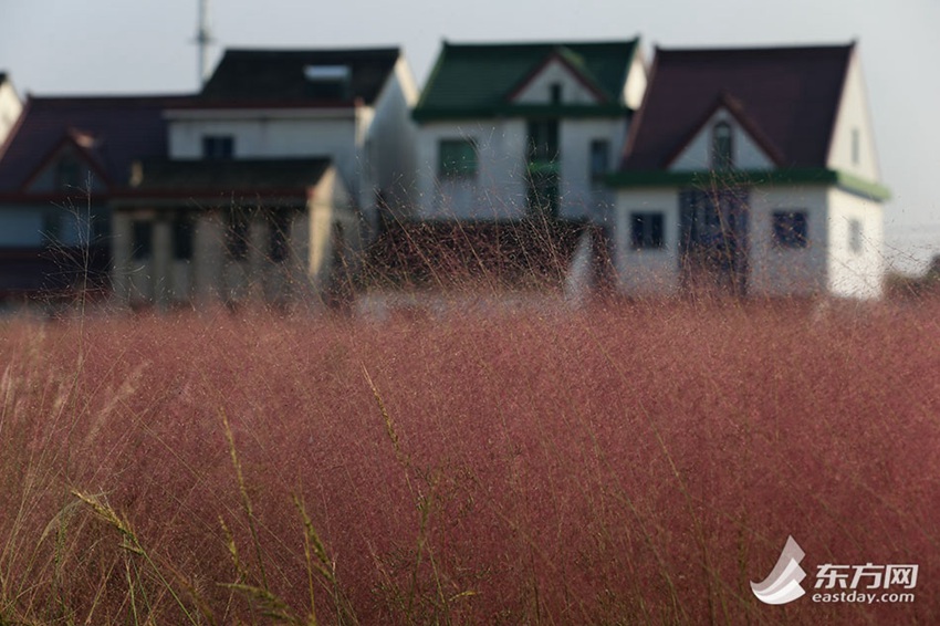 Pink muhly grass shines along highway