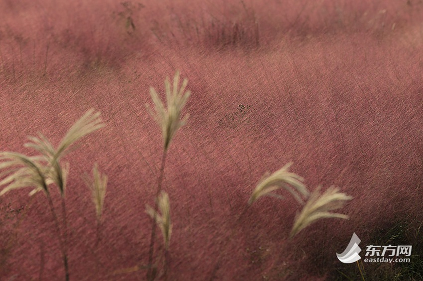 Pink muhly grass shines along highway