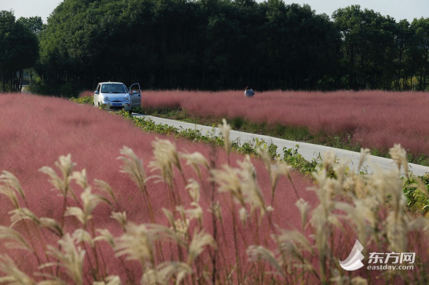 Pink muhly grass shines along highway