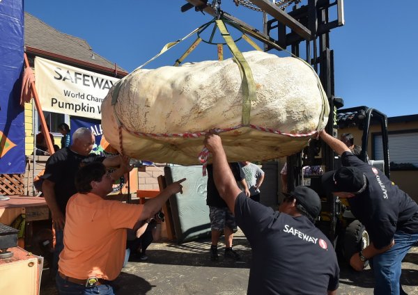 Giant pumpkin weighs 893 kg!