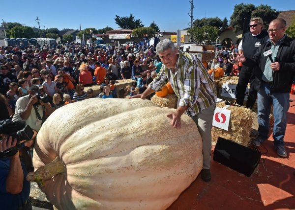 Giant pumpkin weighs 893 kg!