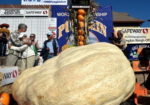 Giant pumpkin weighs 893 kg!