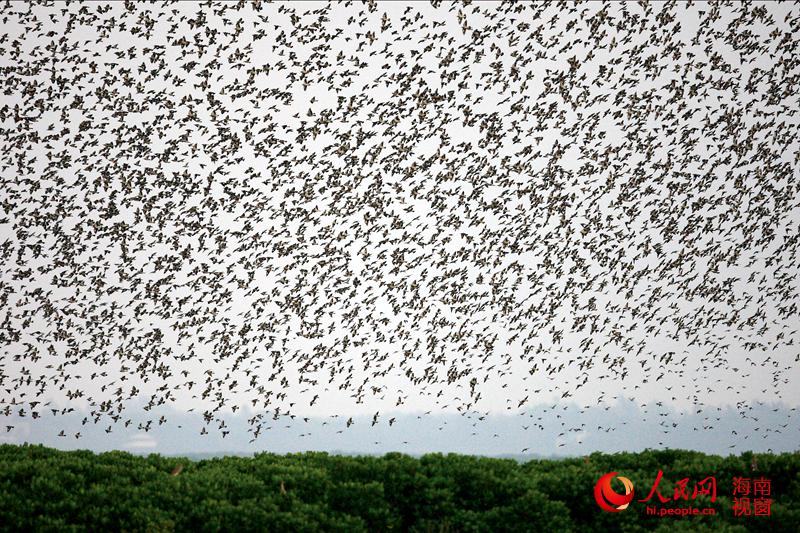 In photos: China's largest mangrove reserve