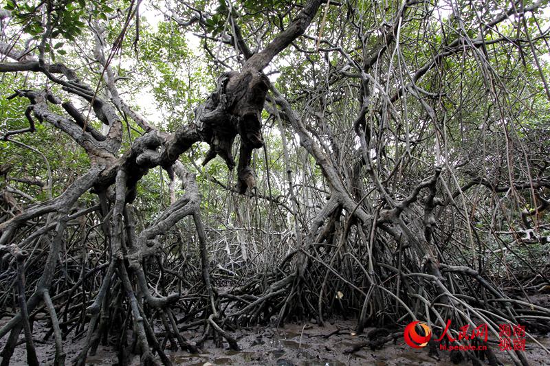 In photos: China's largest mangrove reserve