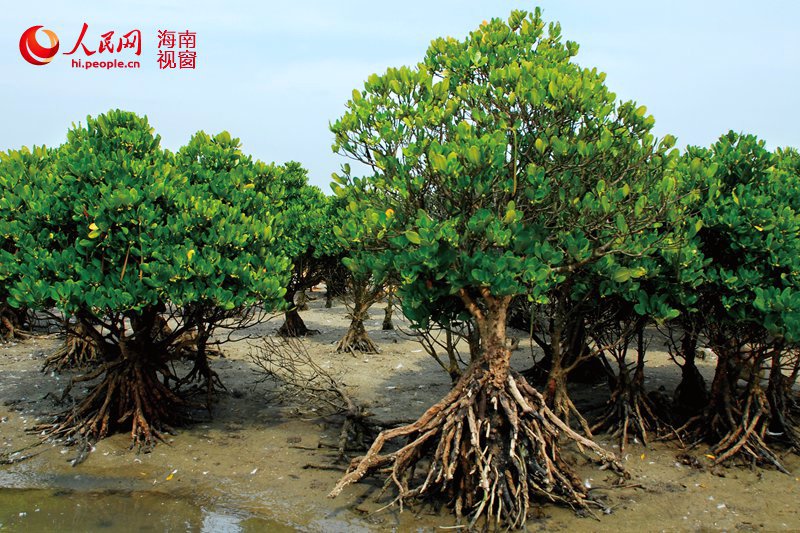 In photos: China's largest mangrove reserve