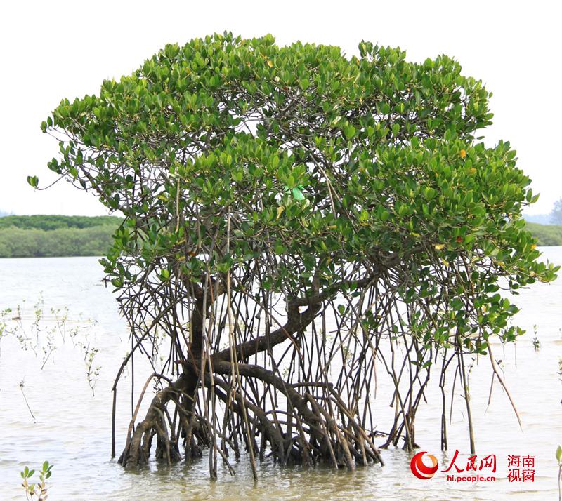 In photos: China's largest mangrove reserve